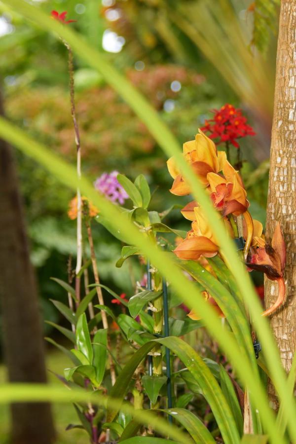 Le Jacaranda Du Guillaume Bed & Breakfast Le Guillaume Exterior foto